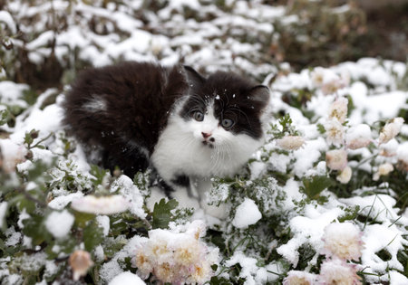 cute black and white fluffy kitten walks in the snow in winter. snowy winter weather. curious funny pets explore the world. year of the catの写真素材
