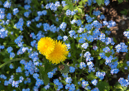 spring flowers blue and yellow colors of the Ukrainian flag, forget-me-nots around dandelions....