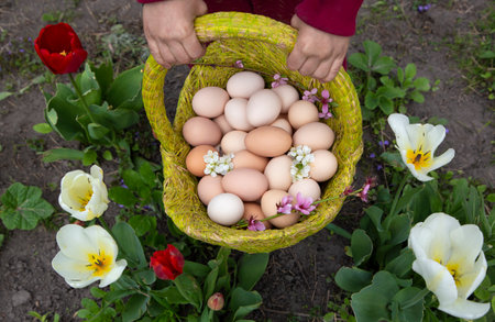 lot of chicken freshly picked eggs in green basket in children's hands against backdrop of blooming tulip flowers. village. environmentally friendly products, poultry farming. Getting ready for Easterの写真素材