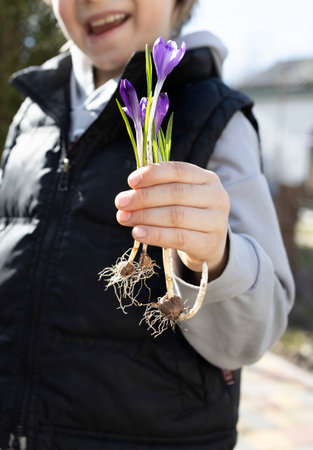 child holds several bulbs with roots of blooming purple crocuses. Gardening with love. Hi spring. earth day concept. ecological consciousness. Caring for nature in the hands of mankind. little helperの写真素材