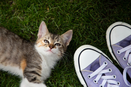 cute gray-white-brown kitten lies on the grass, looks up. Near sports lilac sneakers with laces. Walk in summer. favorite curious cat. good morningの写真素材