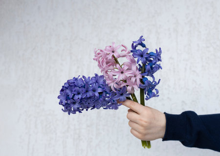 three large beautiful hyacinth flowers in a child's hand on a light background. Mother's Day, Birthday. Festive mood, pleasant flower surprise. congratulations, gratitudeの写真素材