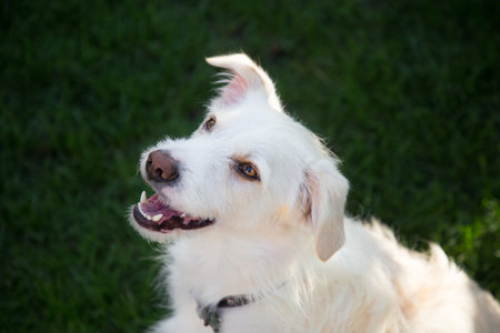 funny white dog with open mouth sits in the garden. harmony of nature. Faithful furry friend
