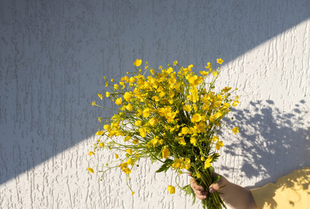 bright yellow bouquet of buttercups in a child's hand against a white wall. separation of light and shadow diagonally. Bright sunny day, flowers with loveの写真素材