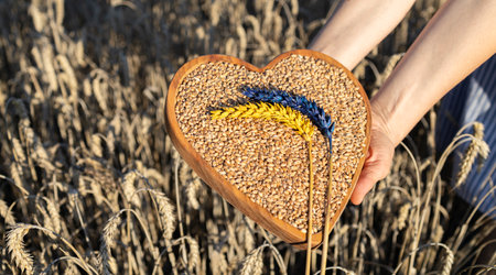 ripe grains of wheat in wooden heart and two spikelets colored in yellow blue on wheat field in golden sunlight. Stop war in Ukraine. Harvesting grain crops. Agribusiness. value of bread. grain deal.の写真素材