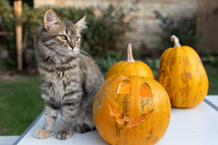 orange pumpkins with carved smiles, a favorite kitten sitting nearby. preparing for Halloween with curious pet. cheerful childhoodの写真素材