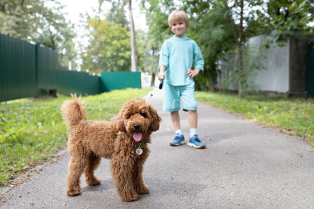 boy walks a fluffy brown poodle puppy. Selective focus on the dog. a walk in the summer with your favorite pet. furry friendの写真素材
