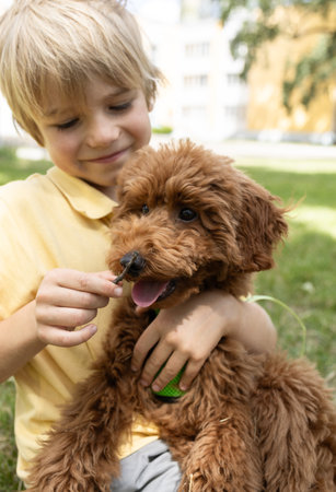 portrait of a boy with a brown poodle on a walk in the summer. child with his favorite pet. furry...