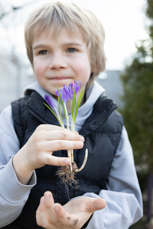 child holds several blooming purple crocuses with bulbs and roots for replanting. Gardening with...