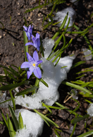 Between winter and spring. A surprise from nature. Revival of flora. early blooming spring blue flower, sprinkled with snow, melting in the sun. changeable weather. Hi springの写真素材