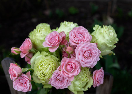 Bouquet of beautiful fresh pink and green roses close up. Mother's Day, International Women's Day, Valentine's Day. Floral surprise from with love. Flower deliveryの写真素材