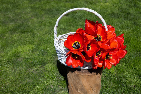 red tulips in a white wicker basket standing on a stump on green grass. Background for a greeting card with the beginning of spring, March 8, Mother's Day. flower gift with love. Springの写真素材