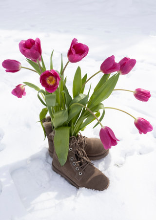 bouquet of spring flowers, freshly cut pink tulips in boots instead of a vase, standing on white freshly fallen snow. Between winter and spring. Cold weather. Valentine's Day.の写真素材
