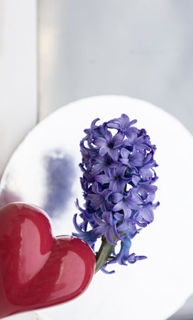 burgundy vase in the shape of a heart, a beautiful violet-lilac hyacinth on a silvery light backgroundの写真素材
