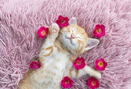 cute red kitten lies on his back and sleeps soundly on a pillow, with rose flowers around him. sweet dream, cozy childhood of a beloved pet, tendernessの写真素材