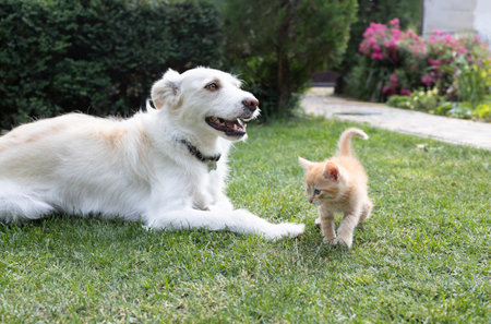 large white dog lies on the grass and a curious little red kitten walks nearby. friendly meeting of pets, relationships between animals, Living together. cats vs dogsの写真素材