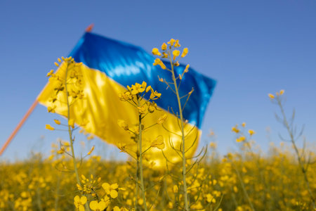Rapeseed flowers on a rapeseed field against the background of the Ukrainian yellow-blue flag in out of focus. Stop the war in Ukraine. Support Ukraine in military confrontationの写真素材