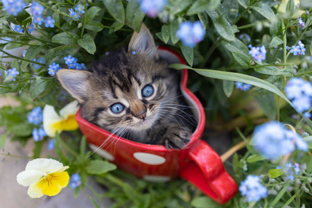 fluffy kitten sits in a large red cup in the shape of a heart, standing in a flowerbed among blue forget-me-not flowers, looking up. Favorite pet. Play with the kitten. Cat's Day.の写真素材