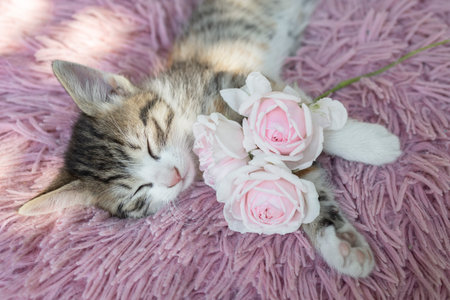 portrait of a cute tabby kitten sleeping on a soft fluffy pink pillow, holding three roses in his paws. comfort and relaxation of your beloved pet. cat day. Childhood of a cat. Cat as a giftの写真素材