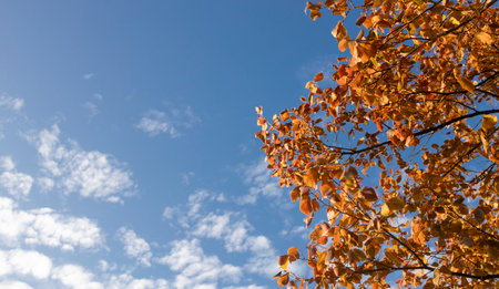 Autumn landscape. Multi-colored orange-red-brown tree leaves illuminated by the sun against a blue...