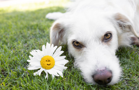 on the grass there is the face of a cute white dog and a large daisy flower