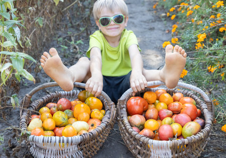 joyful barefoot child with two baskets of ripe farm tomatoes. a boy helps to collect the seasonal harvest. Selective focus.の写真素材