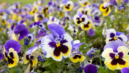 Flowerbed decorated. Delicate flowers. The beauty of nature, flora. Floral background. Selective focus. Spring summer bloomの写真素材