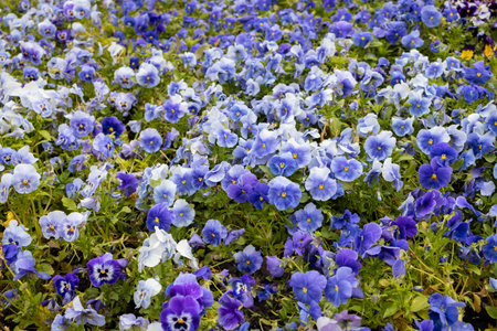 Lots of blue-lilac pansy flowers in the garden. Delicate flowers, flowerbed decoration. The beauty of nature, flora. Floral background. Selective focus. Spring summer bloomの写真素材
