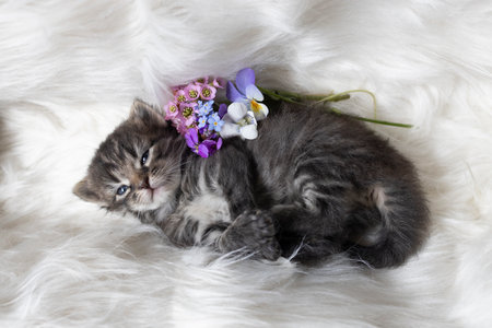 gray striped little cute kitten with big blue eyes lies comfortably on a soft blanket, bouquet of flowers next to him. Happy childhood of a cat. Comfort and peace for your beloved petの写真素材