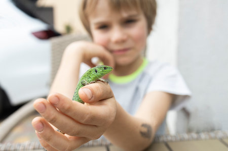 The child holds a green lizard in his palm, looks at it with interest and studies it. The child is interested in studying nature. passion for reptiles and zoology. selective focusの写真素材