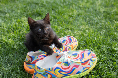 Black kitten sits on the grass, plays with colorful shoes. Cat's childhood. Curious playful pet. Fluffy happiness. Cat Dayの写真素材