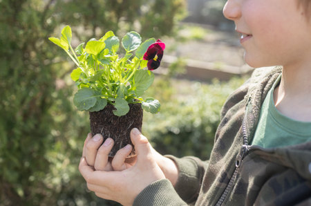 child preparing to plant flower in garden holding a seedling in his hands.の写真素材