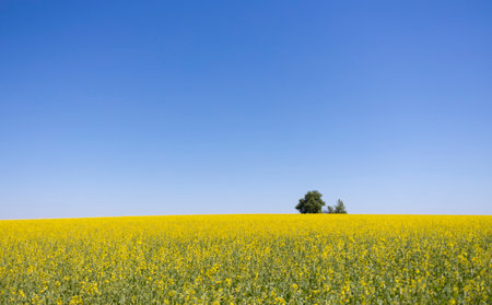 Blooming yellow rapeseed field. Clear blue cloudless sky. Rural scene. Agriculture, biotechnology,...