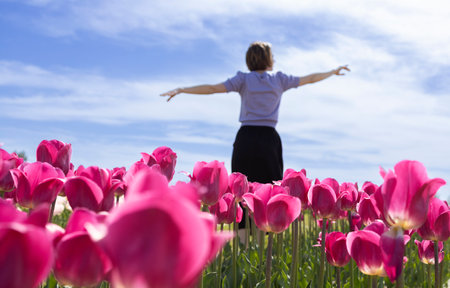 Delicate and graceful female silhouette in defocus. In the foreground many beautiful pink tulips in...