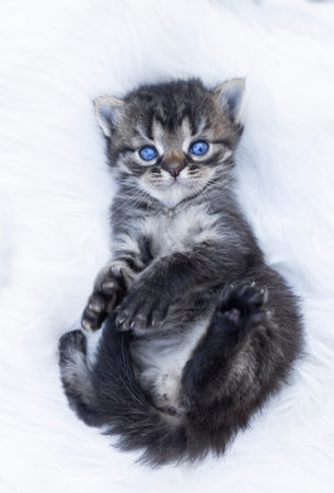 Tabby kitten 2 months old with big blue eyes on a white background. Favorite pet. Happy comfortable life of a pet, first independent stepsの写真素材