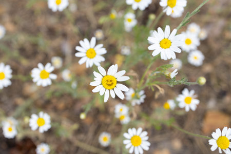 Daisy flower with a smiley face painted on it among many other flowers. Positive atmosphere, joyful mood. Relaxation, fun, pampering. Selective focus. smile dayの写真素材