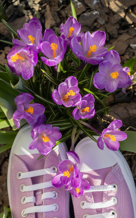 Hello spring. Purple crocus flowers blooming luxuriantly on a sunny day, with lilac sneakers...