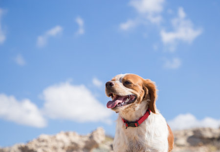Portrait of a happy, cheerful, healthy young white and red Terrier against the sky. Faithful friend,...