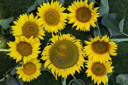 Bright sunflower flowers on grass, one of them has a smiling face carved into it. agricultural symbol. yellow positive flower. summer mood, floral fantasies, positivity, fun, humor. creative farmingの写真素材