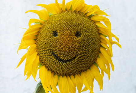 large sunflower flower with carved smile and eyes on a light background. bright yellow positive...