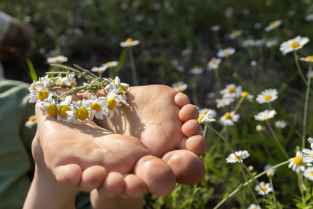 child's bare feet with a small wreath of daisies on them, close-up, selective focus. Happy childhood, be positive, summer mood, happy holidays. Foot health. walks barefoot among blooming wild daisiesの写真素材