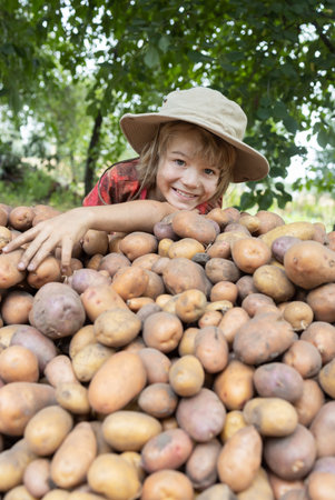 The face of cute 7-8-year-old boy in a wide-brimmed hat looks out from behind a pile of freshly dug potatoes of different shapes and sizes. Grow organic vegetables. Good harvest, little helperの写真素材