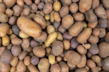 Fresh raw potatoes of various shapes and sizes, showing earthy tones and textures. Organic farming, food market, vegetable harvestの写真素材