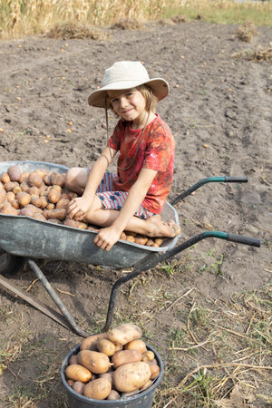happy boy sits in a wheelbarrow on freshly dug potatoes in the middle of a field on a sunny day. Organic farming. Good harvest, little helper. Farm games. Harvest season.の写真素材