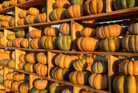 Organic, natural, beautiful yellow-orange ripe pumpkins standing next to each other on shelves on sunny day. Seasonal symbol of harvest, Thanksgiving, Halloween. Vegetables for National Pumpkin Dayの写真素材