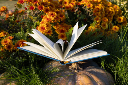 Open book, pages folded in heart shape against orange chrysanthemum blooming background on sunny day. I love nature and books. Education and digital detox concept.の写真素材