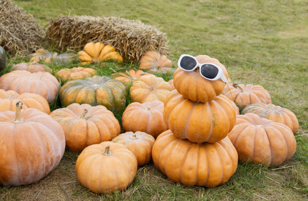 beautiful orange round pumpkins lie on grass, among them symbolic funny man made of pumpkins. autumn harvest, Thanksgiving, Halloween. Seasonal vegetables for National Pumpkin Day. mood to indulge.の写真素材