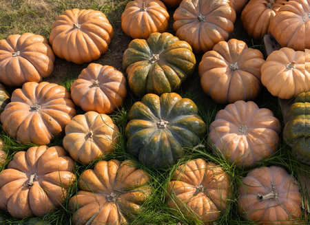 Organic, natural brown-orange large round pumpkins lie on the grass. Symbol of autumn harvest,...