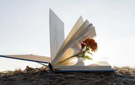 Open book, pages folded in heart shape, orange chrysanthemum flower and sunbeams between pages. I love nature and books. Back to school. Education concept. Poetic romantic moodの写真素材