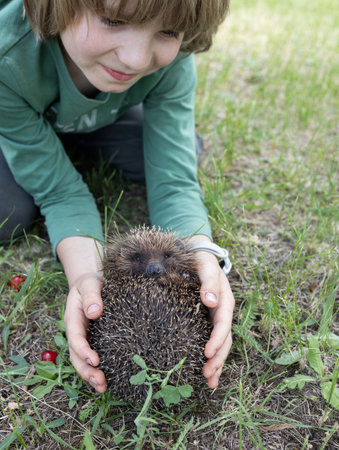 child carefully holds a hedgehog in his hands, examining it with interest. The boy carefully plays with it and curiously studies the spiky creature from the wild.の写真素材